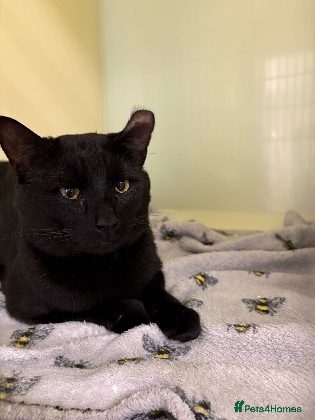 Mixed Breed cats for sale: Could you offer Dobby a sock? - Image 2