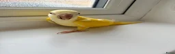 Cockatiels birds for sale: BEAUTIFUL YOUNG QUAKER / MONK PARROT BIRDS - Advert 6