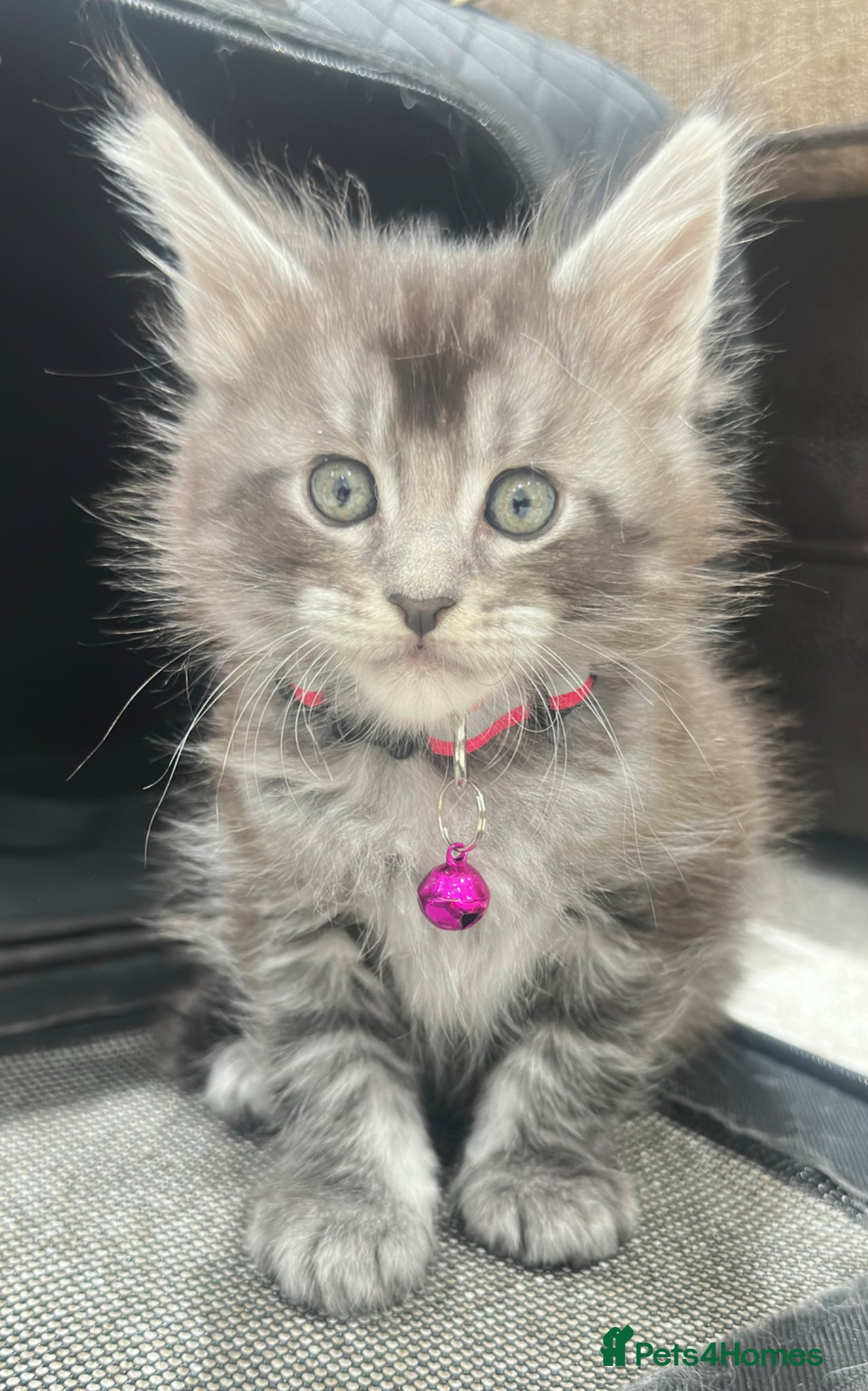 Maine Coon cats Pedagree GCCF Registered Maine Coon Kittens - Advert 2