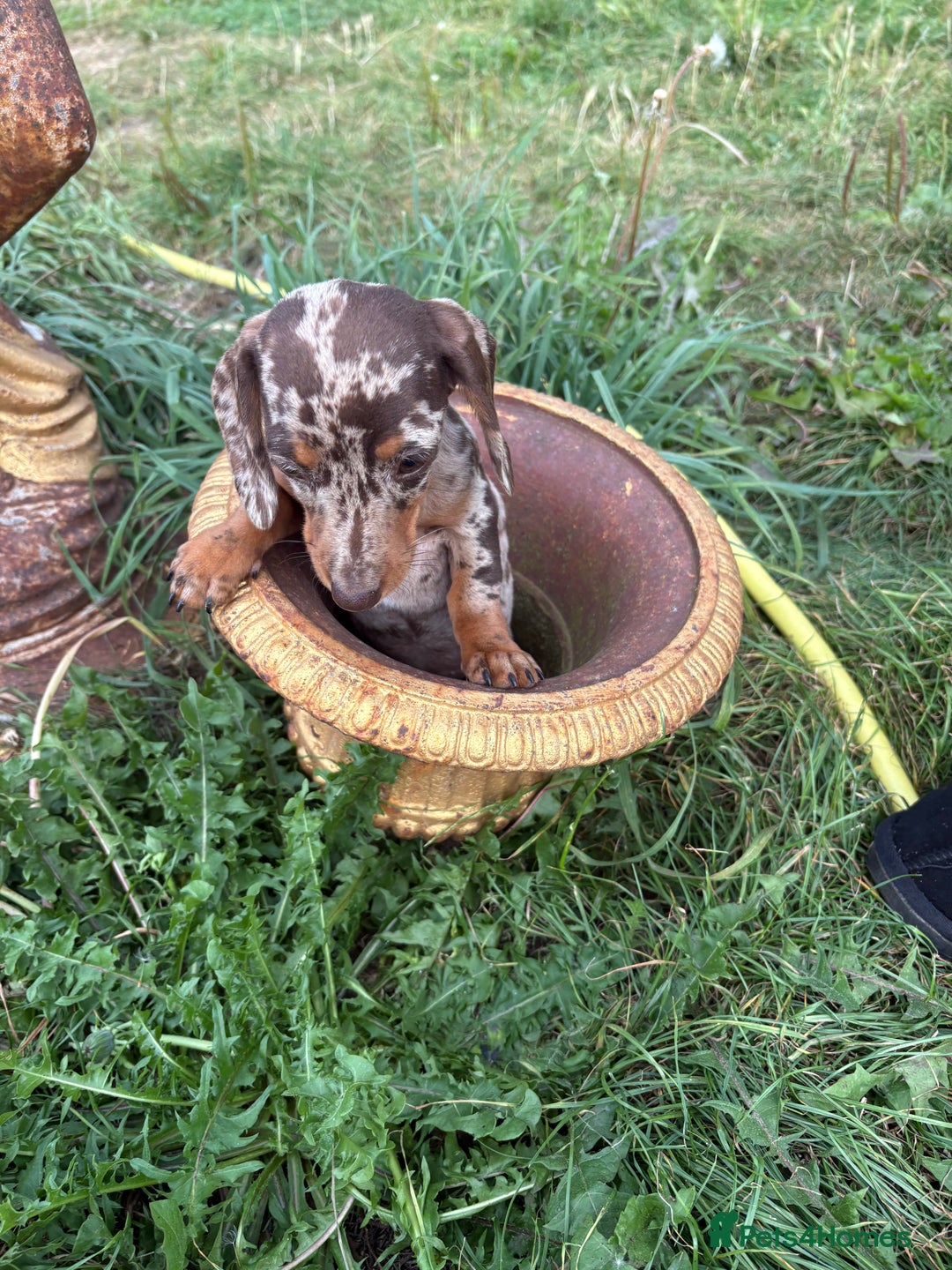 Miniature Dachshund dogs for sale:  Chocolate apple Miniature Dutch hound - Image 13