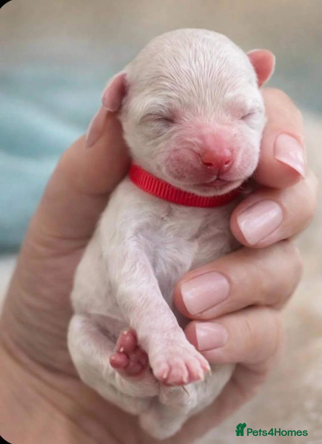 Bichon Frise dogs for sale: Beautiful bichon frisee puppies - Advert 6