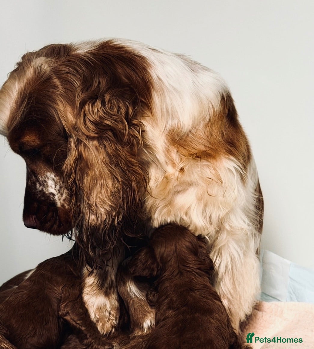Cockapoo dogs F1 Fluffy Pancakes Litter Charming Babies  - Advert 2
