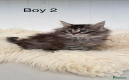 Maine Coon cats for sale: All the kittens sold! 2 red from another Queen ava - Advert 5