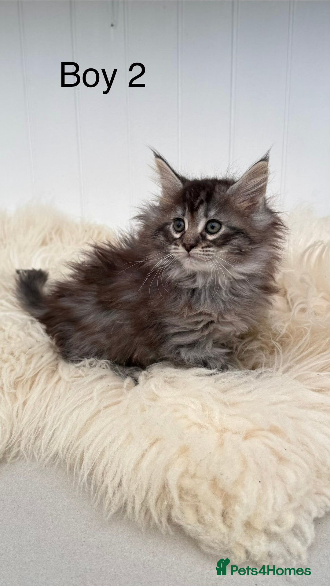 Maine Coon cats for sale: All the kittens sold! 2 red from another Queen ava - Advert 5