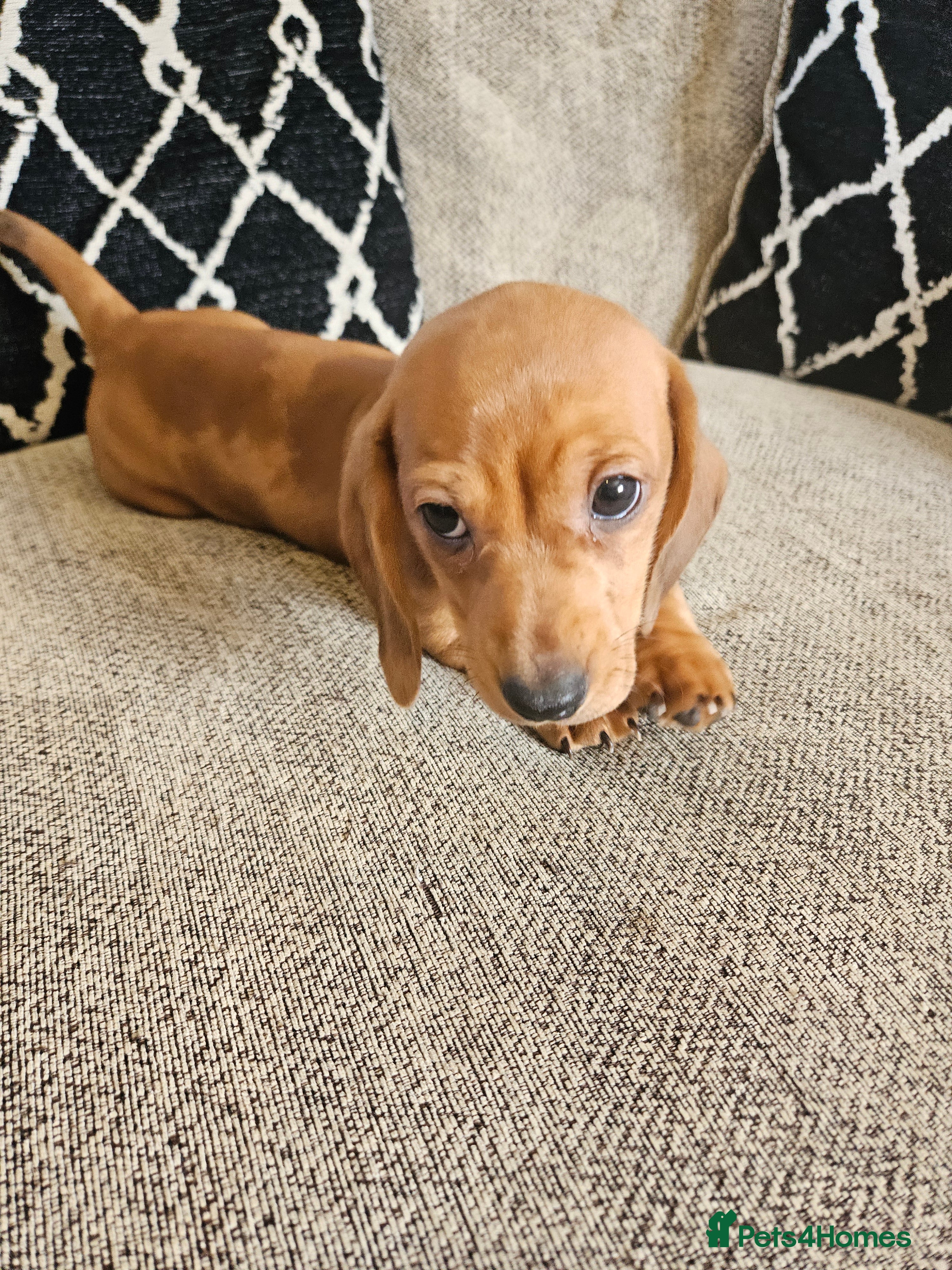 Miniature Dachshund dogs Miniature dachshund  - Advert 2