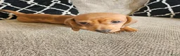Miniature Dachshund dogs for sale: Miniature dachshund  - Advert 2