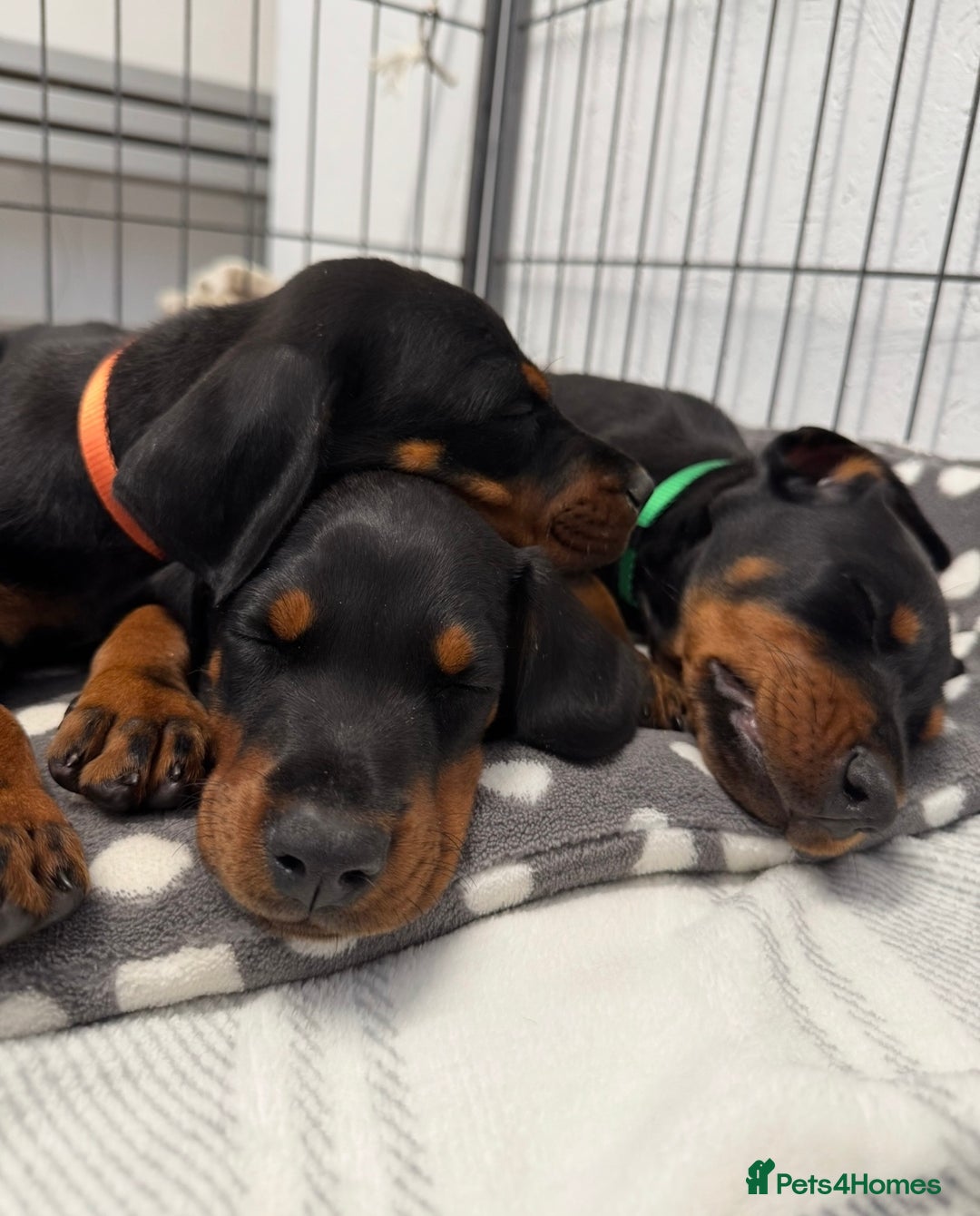 Dobermann dogs for sale: European Doberman Puppies - Champion Bloodline - Image 22