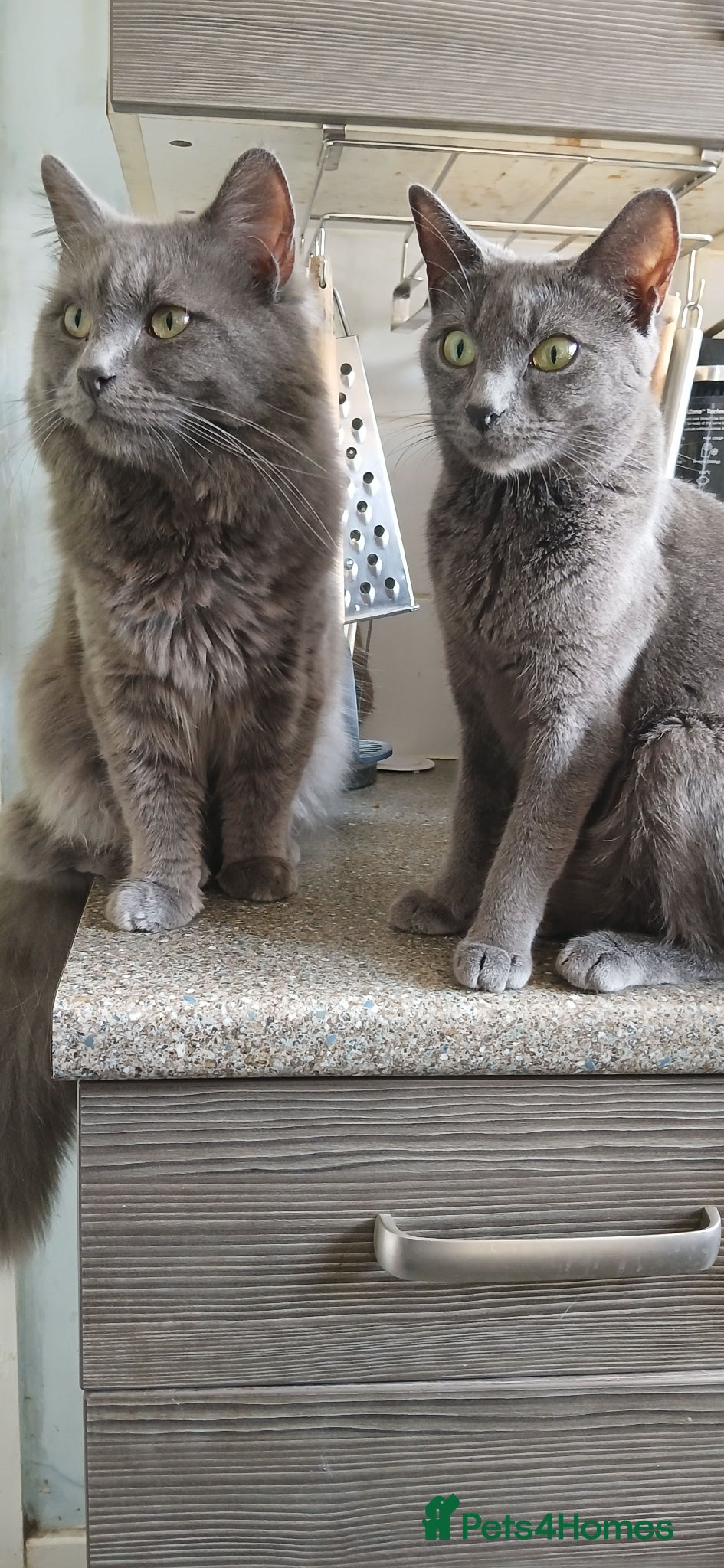 Mixed Breed cats Russian blue x - Advert 1