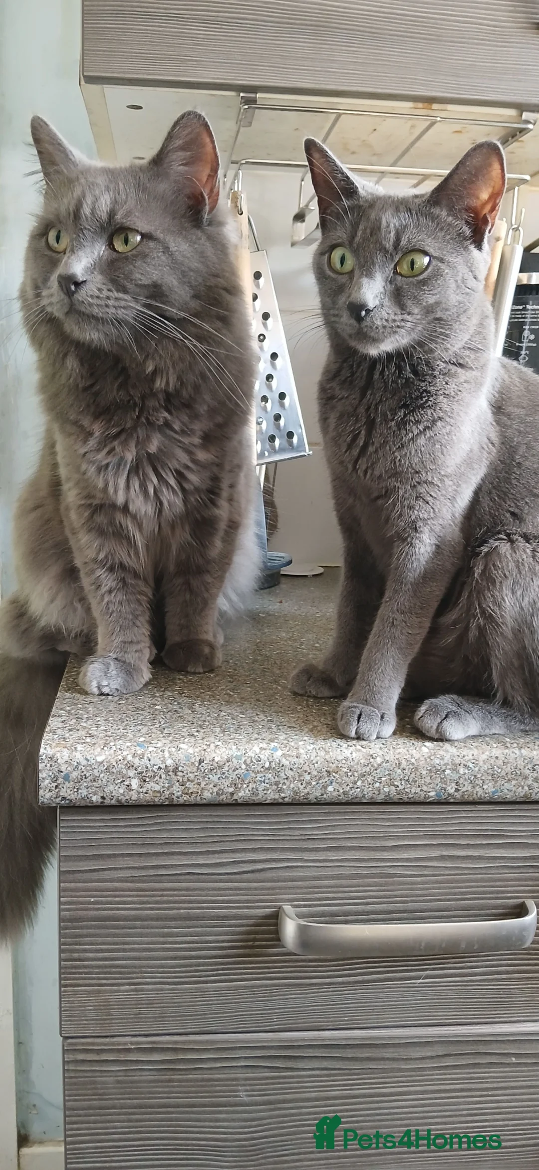 Mixed Breed cats for sale: Russian blue x - Advert 1