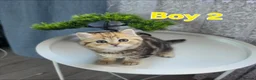 Scottish Fold cats for sale: 3 Adorable Scottish fold kittens 💙  - Advert 9