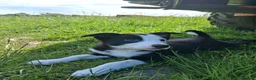 Border Collie dogs for sale: Border Collie pups for sale - Advert 7