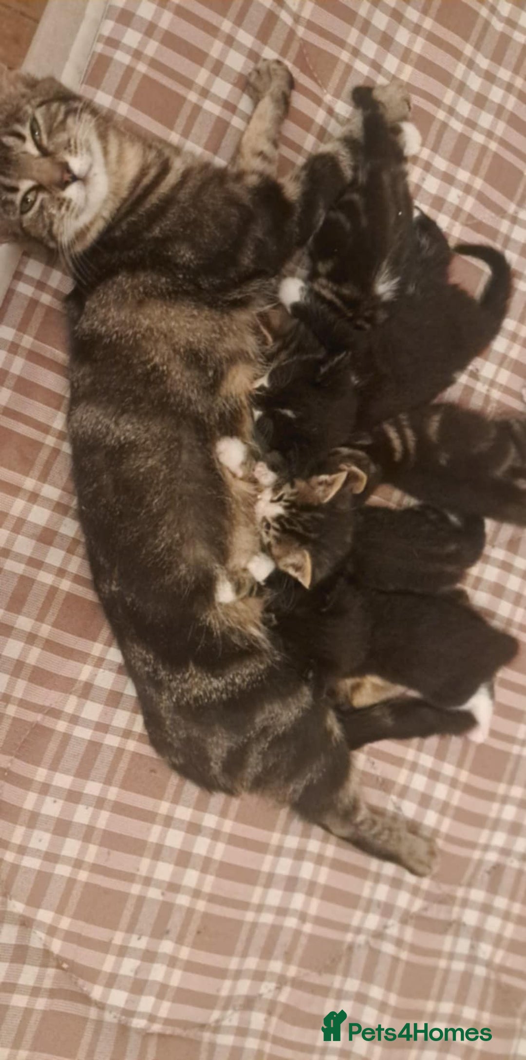 Mixed Breed cats for sale: Kittens for sale - Image 1