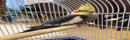 Cockatiels birds for sale: 15 month old male cockatiel - Advert 10