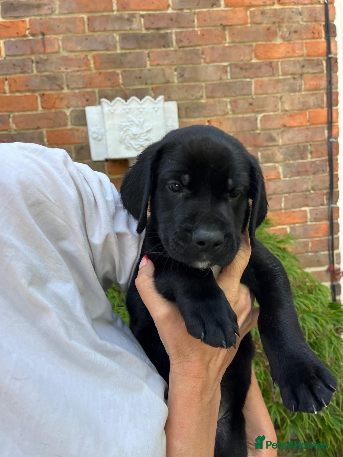 Mixed Breed dogs Great Dane × Cane Corso × Eurohound Puppies  - Advert 2