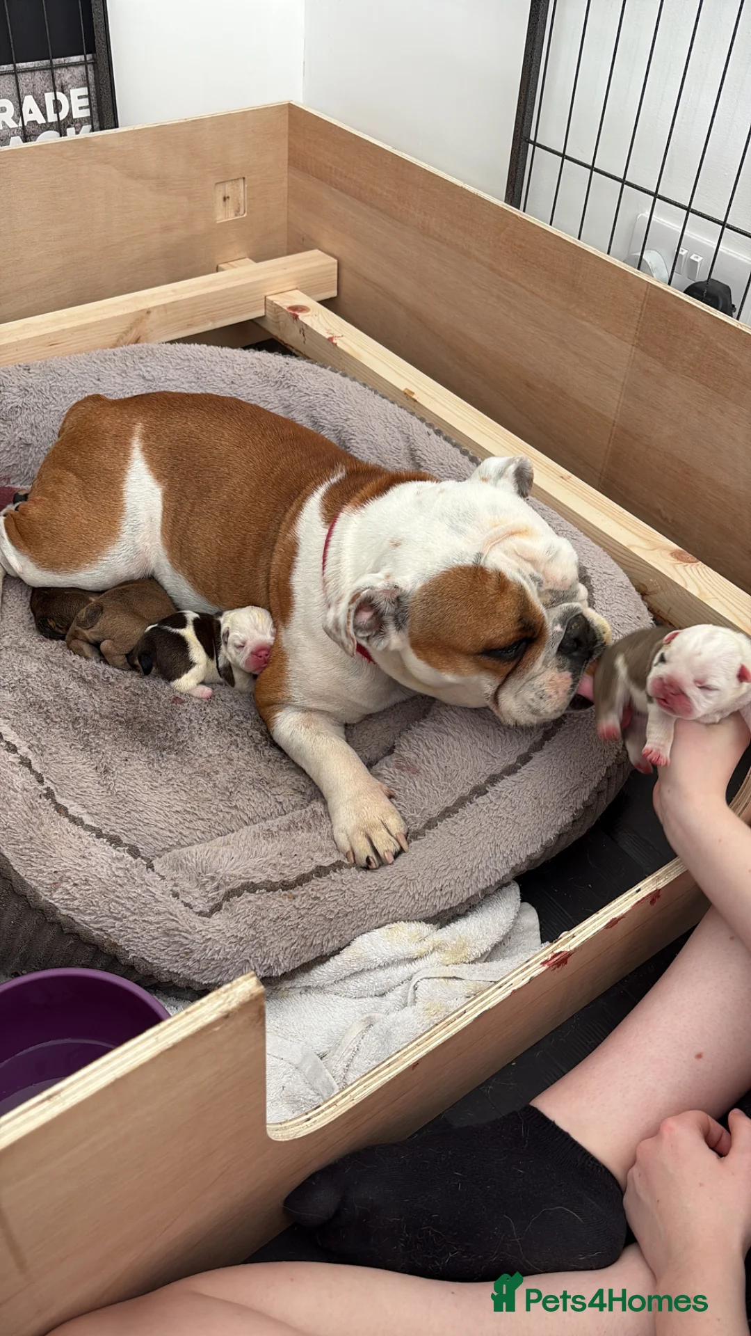 English Bulldog dogs for sale: 🐾KC reg Red & White English Bulldog 🐶 in Hook - Advert 2