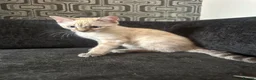Bengal cats for sale: Snow Lynx Bengal Mix Kittens Need Home ASAP in Birmingham - Advert 3