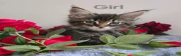 Maine Coon cats for sale: 6 TICA registered Maine Coon kittens. - Advert 5