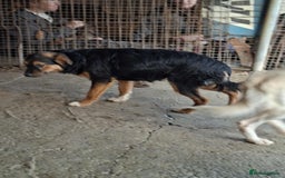 Mixed Breed dogs for adoption: Sherman - north Walsham Norfolk  - Image 4