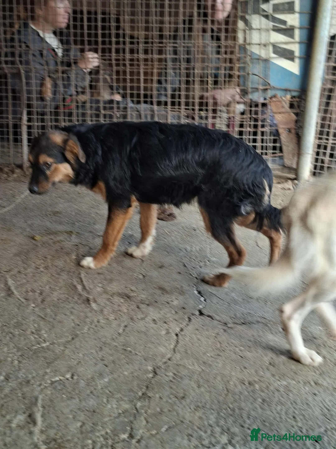 Mixed Breed dogs for adoption: Sherman - north Walsham Norfolk  - Advert 4