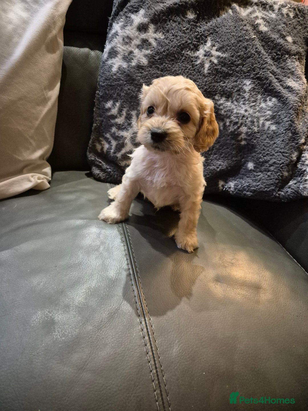Cockapoo dogs for sale: F1 cockapoo's - ready next week  - Advert 13