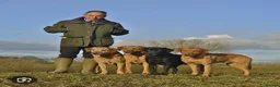 Labrador Retriever dogs for stud: FTCH and FTW parentage Labrador at Stud - Advert 9