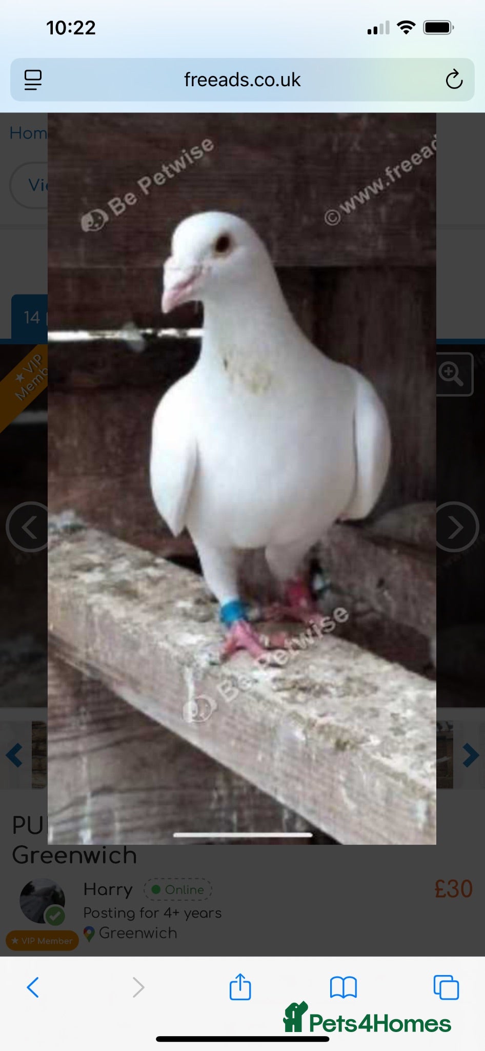 Pigeons birds WHITE RACING PIGEON  - Advert 2