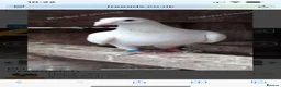 Pigeons birds for sale: WHITE RACING PIGEON  - Advert 1
