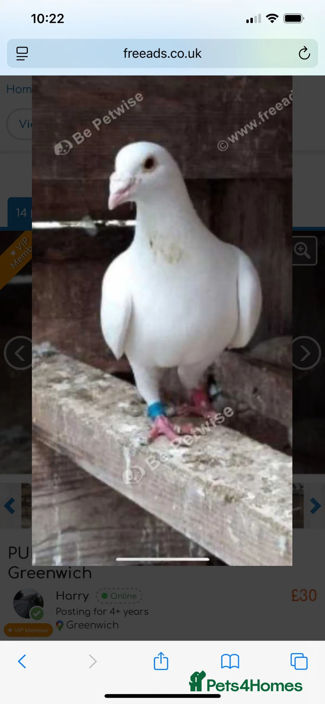 Pigeons birds for sale: WHITE RACING PIGEON  - Advert 1
