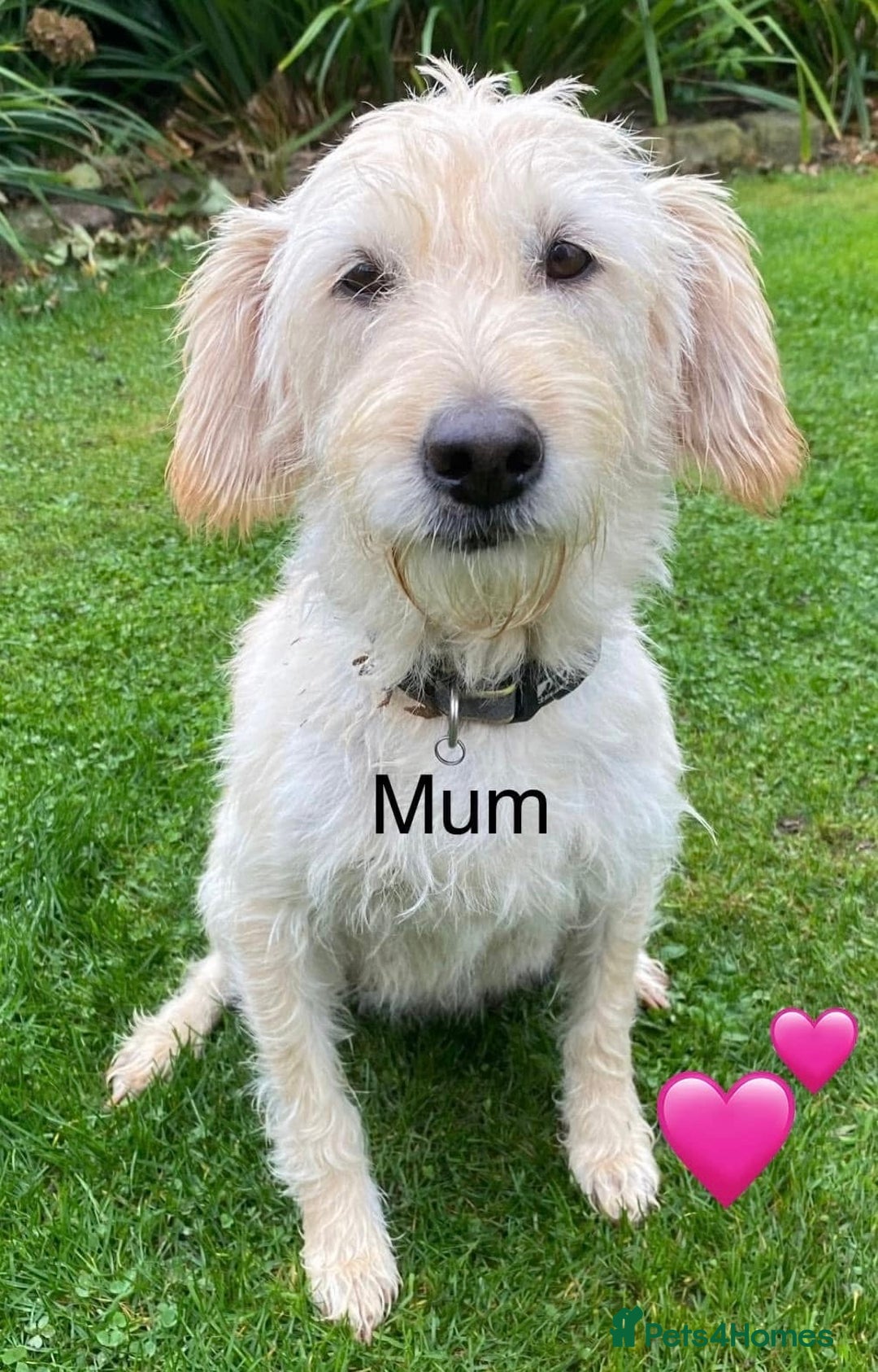 Labradoodle dogs for sale: 2 labradoodle puppies  - Image 2