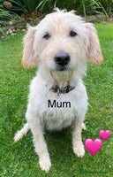 Labradoodle dogs - Advert 3