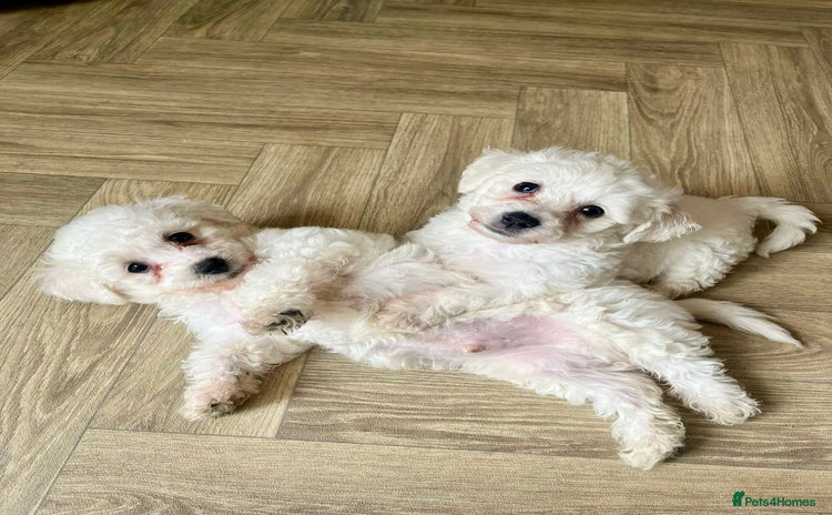 Bichon Frise dogs - Advert 3