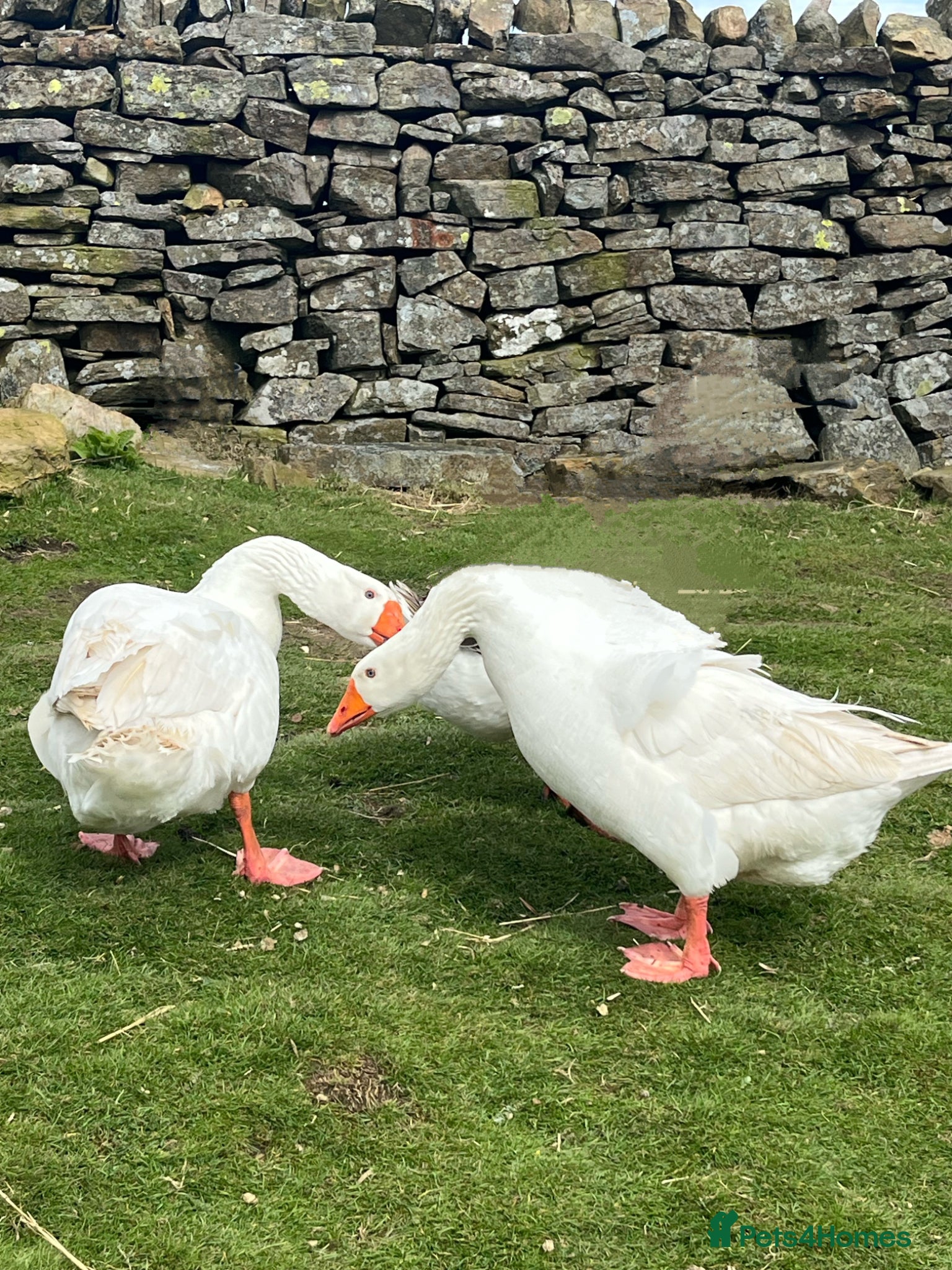 Geese poultry 2 Embden geese (Breeding pair) - Advert 2