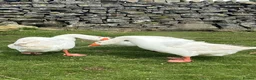 Geese poultry for sale: 2 Embden geese (Breeding pair) - Advert 2