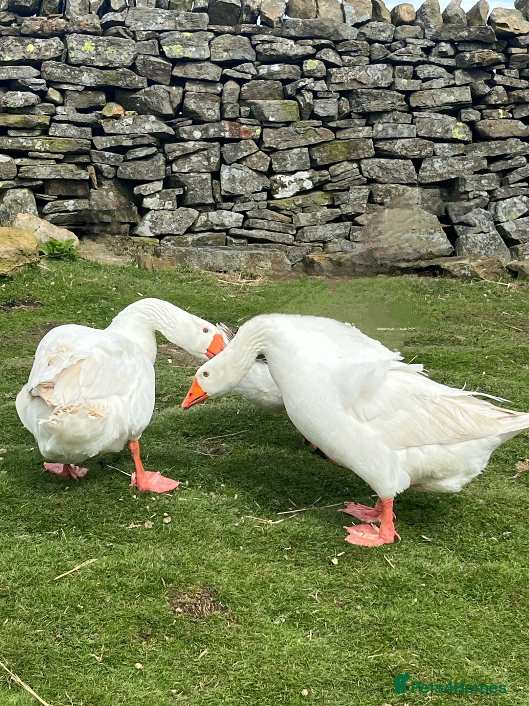 Geese poultry for sale: 2 Embden geese (Breeding pair) - Advert 2