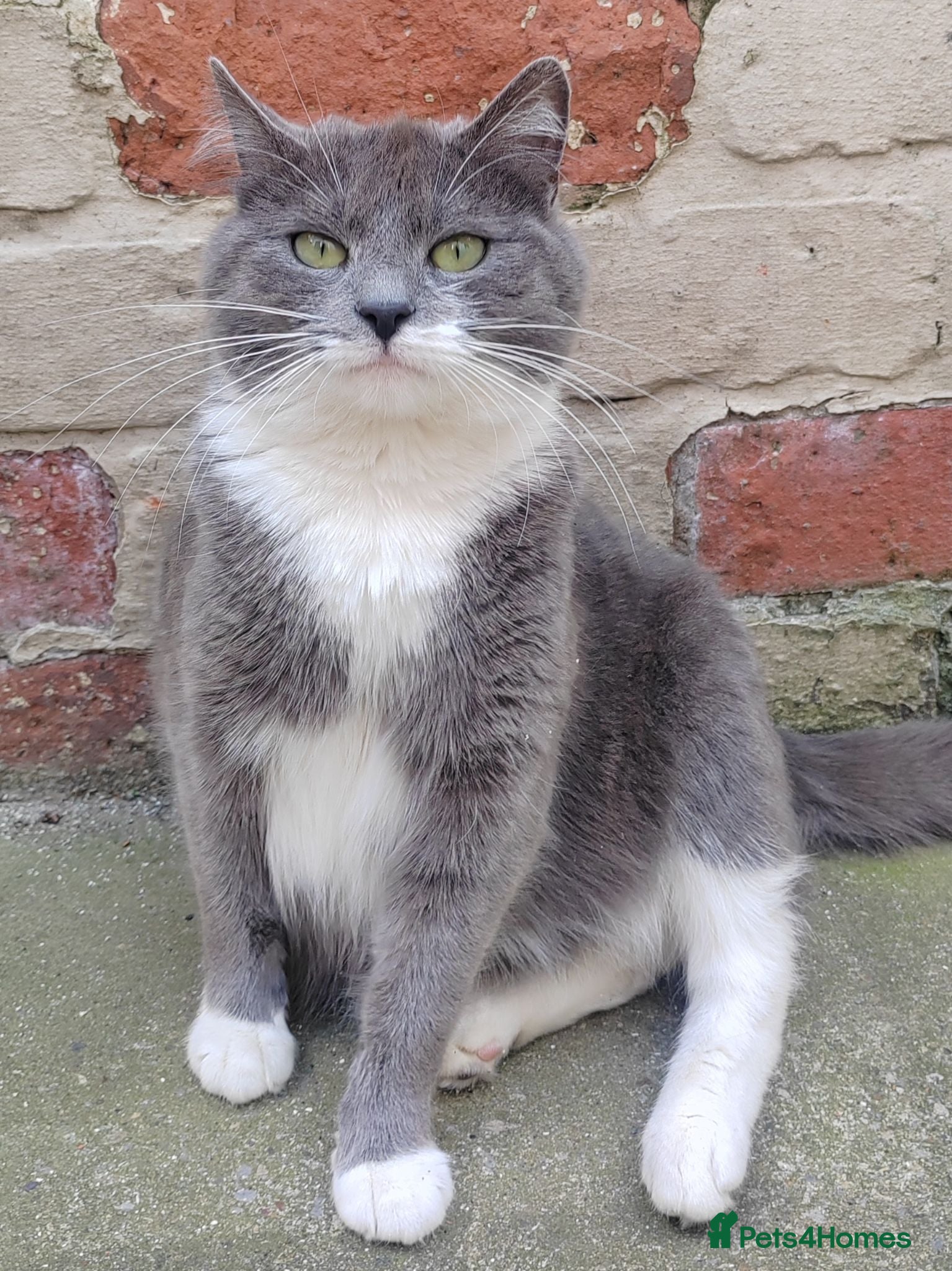 Mixed Breed cats Male kitten for sale  - Advert 1