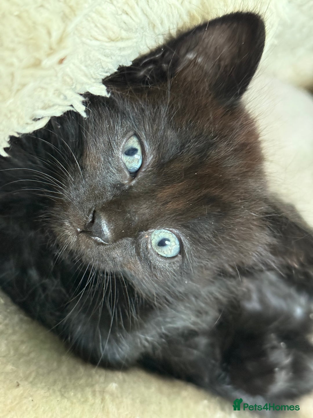 Mixed Breed cats for sale: black beautiful kittens  - Image 7