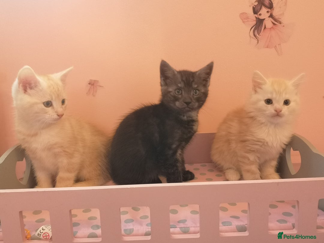 Maine Coon cats for sale: FLUFFY MAINECOON X KITTENS - Image 7