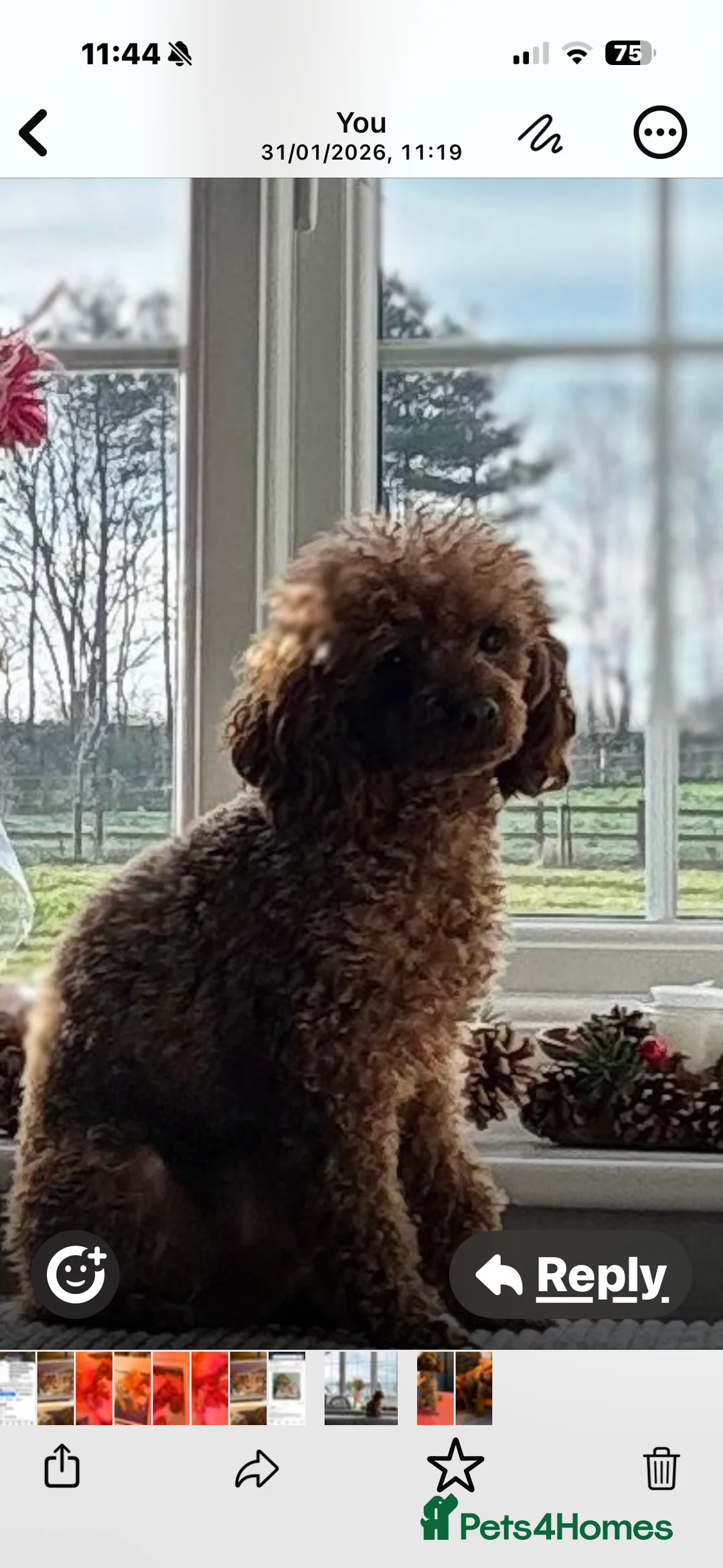 Labradoodle dogs for sale: Toy/mini multigenerational F2BB labradoodles  - Advert 40