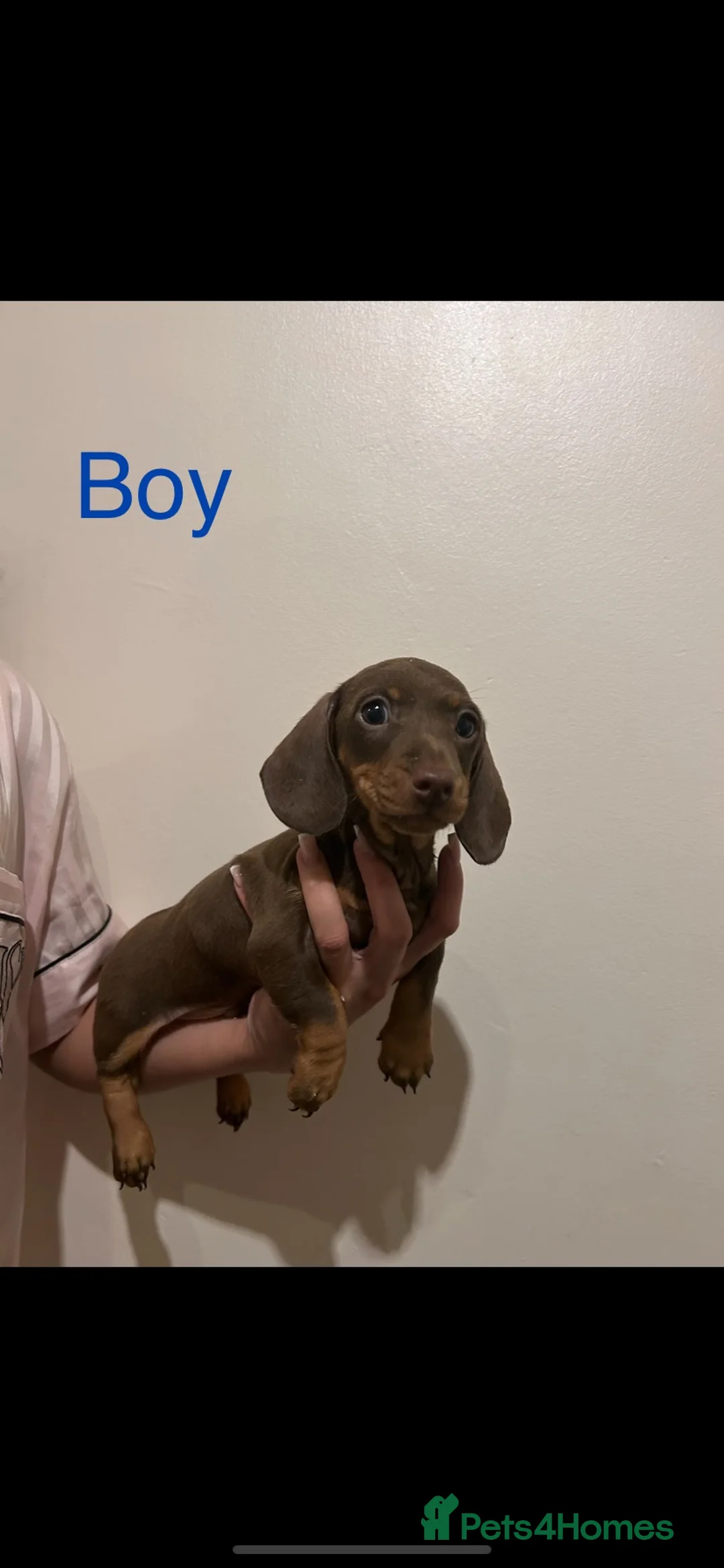 Dachshund dogs for sale: Beautiful little of KC registered mini daschunds - Advert 8