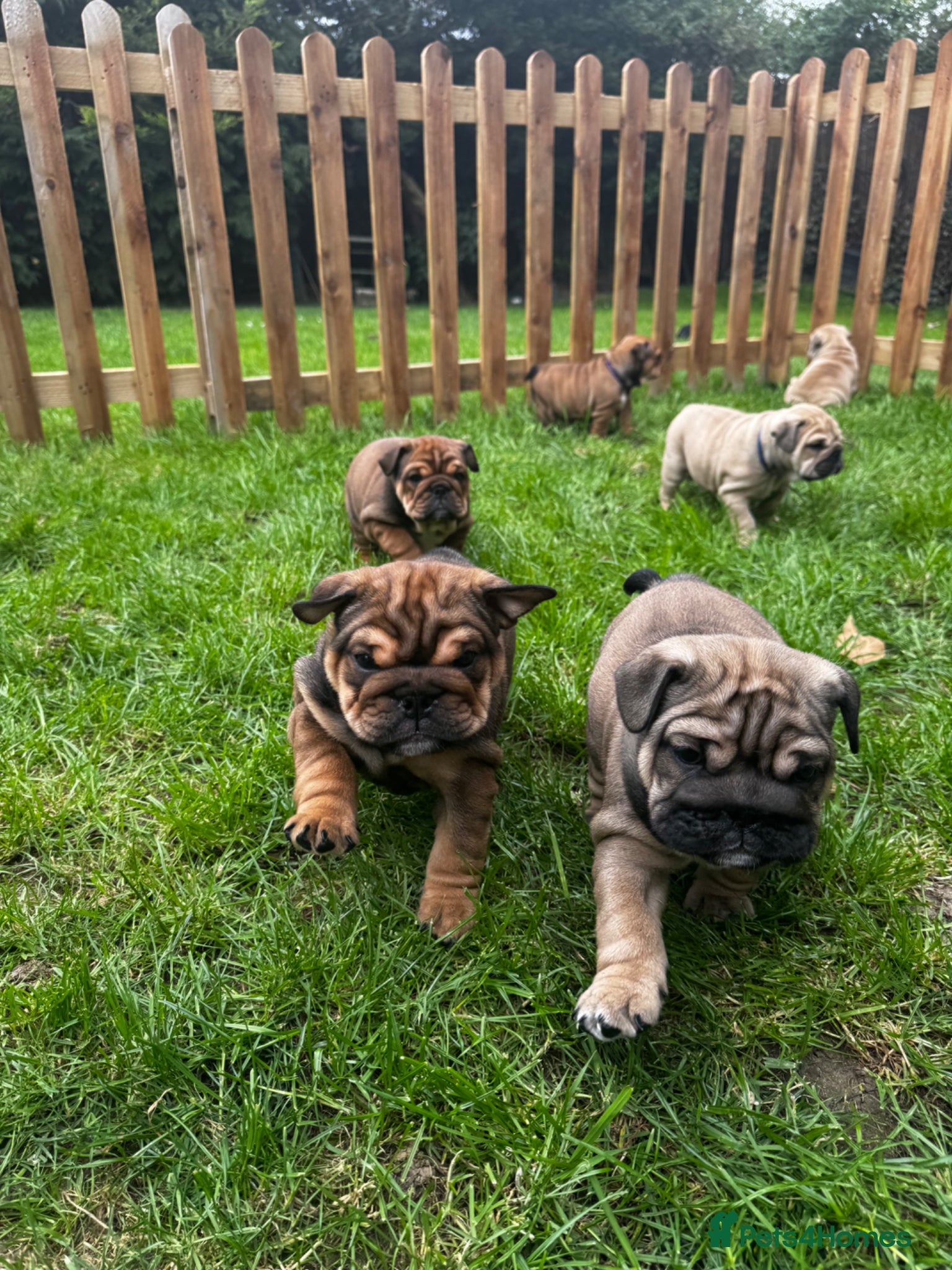 English Bulldog dogs 7 beautiful English Bulldog puppies 🐶  - Advert 1