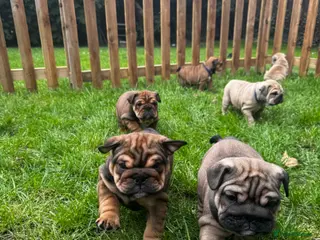 English Bulldog dogs 7 beautiful English Bulldog puppies 🐶 - Advert 1
