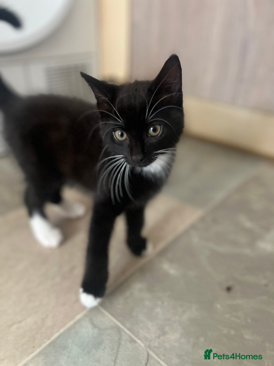 Mixed Breed cats for sale: Last Kitten Looking for His Forever Home - Image 2