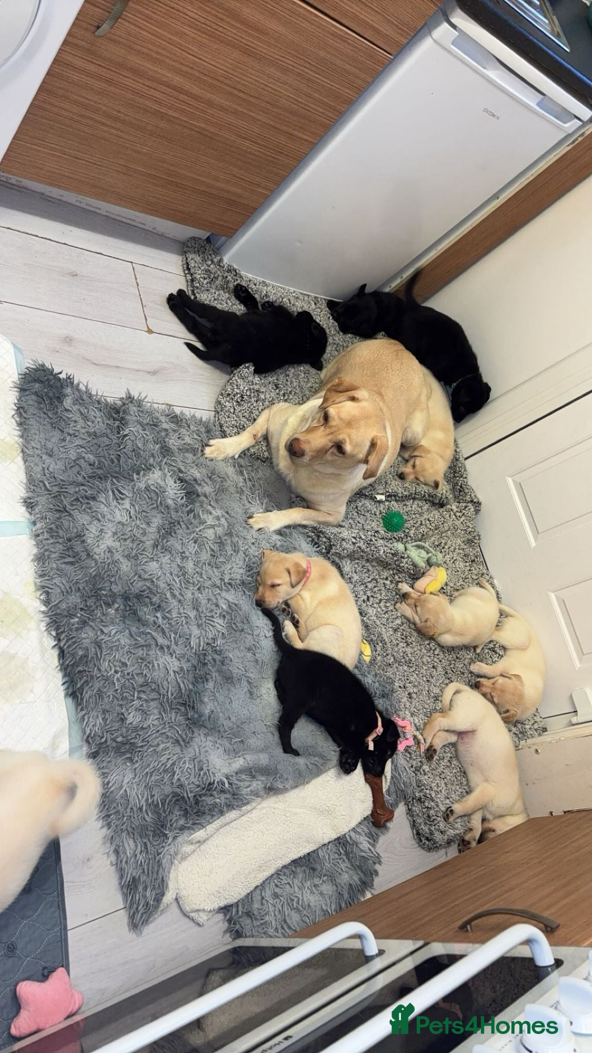 Mixed Breed dogs 🐾 Labrador x Husky Puppies Available 🐾 - Advert 2