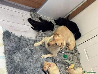 Mixed Breed dogs 8 gorgeous Huskador puppies for sale - Advert 9