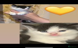 Mixed Breed cats for sale: Gorgeous kittens available  - Image 1
