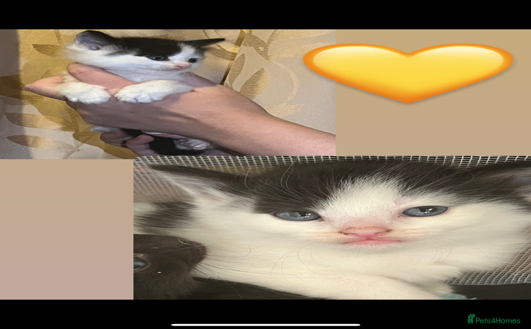 Mixed Breed cats - Advert 3