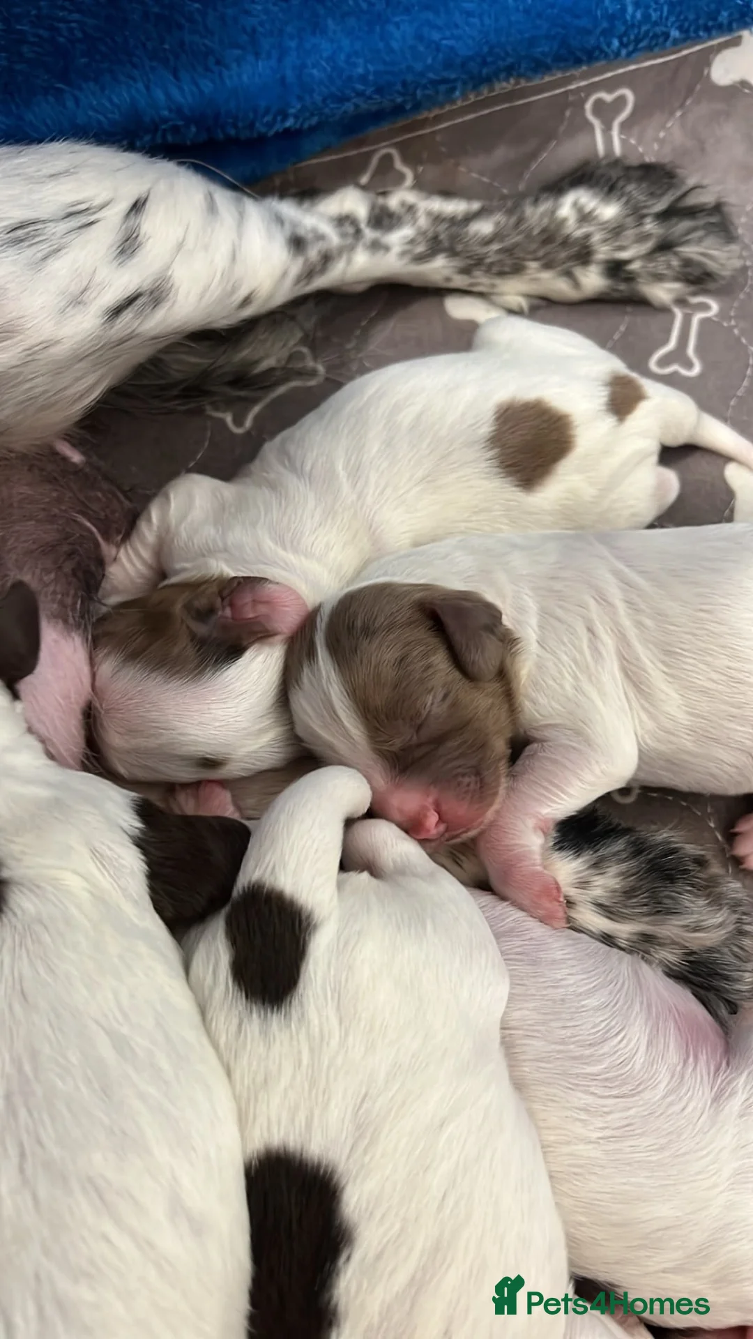 Sprocker dogs for sale: 🐾 Beautiful Sprocker Spaniel Puppies 🐾 - Advert 6