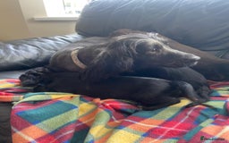 Cocker Spaniel dogs for sale: Cocker spaniel puppies - Image 12