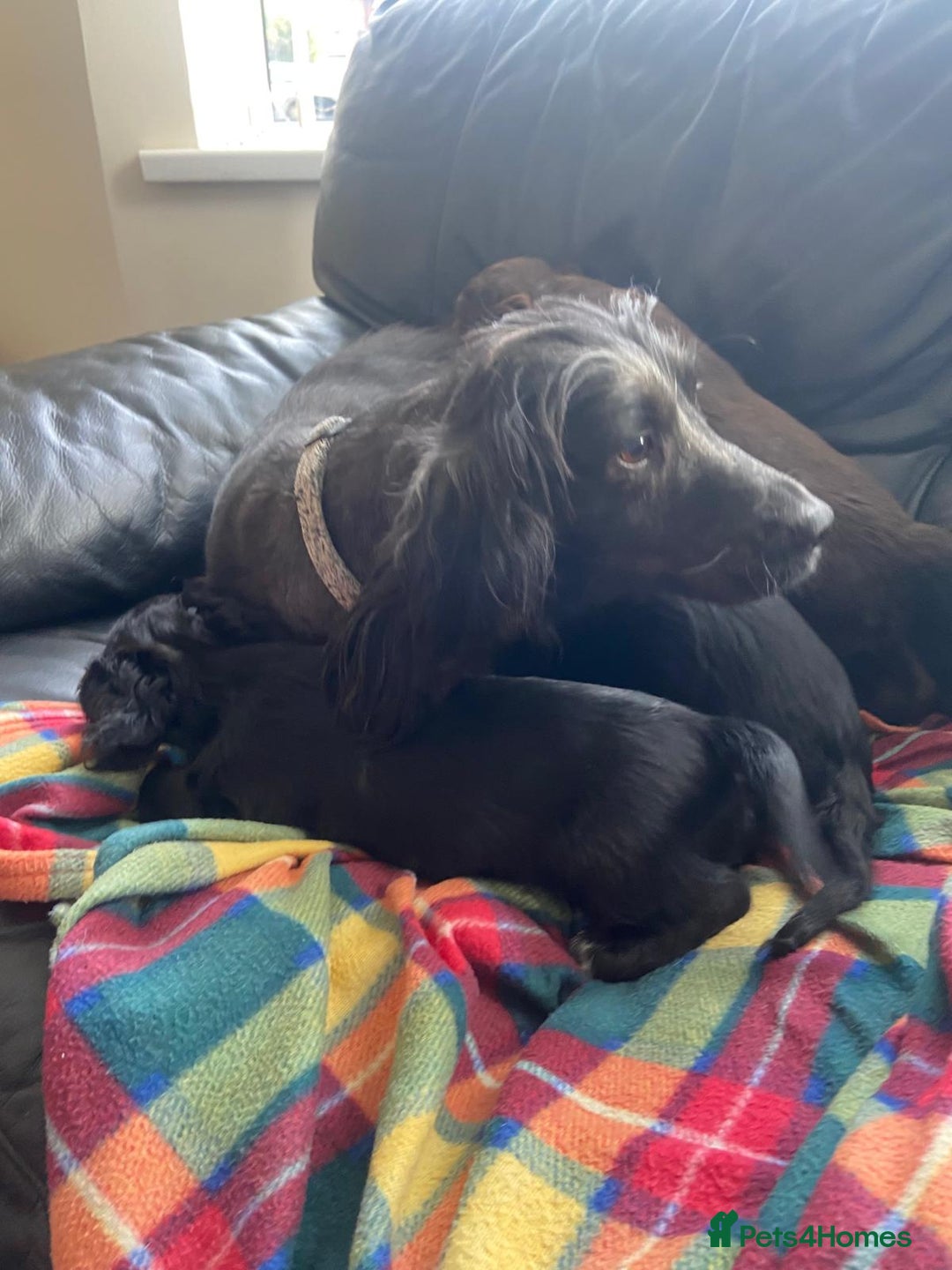 Cocker Spaniel dogs for sale: Cocker spaniel puppies - Image 12