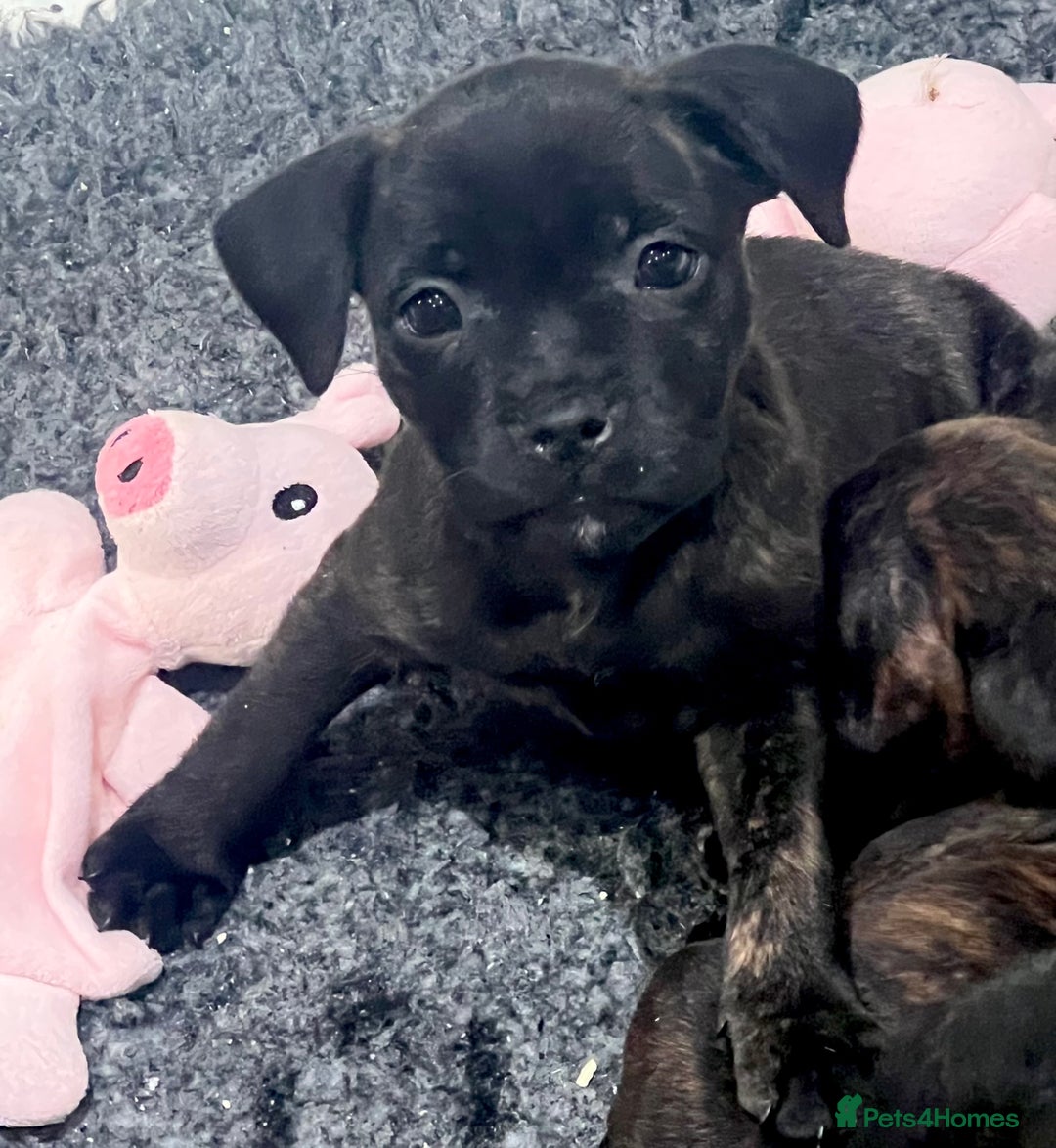 Staffordshire Bull Terrier dogs for sale: Brindle Stafford puppies 🐾🧡🖤 - Advert 11